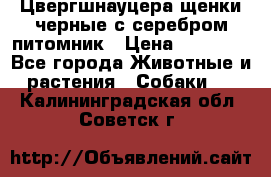 Цвергшнауцера щенки черные с серебром питомник › Цена ­ 30 000 - Все города Животные и растения » Собаки   . Калининградская обл.,Советск г.